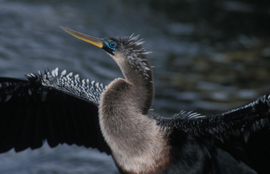 Colorful bird