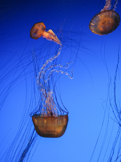 Jellyfish