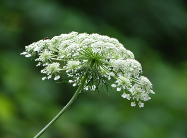 Queen Anne's Lace (flower)