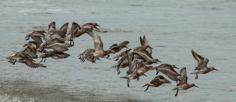 Flying birds over ocean